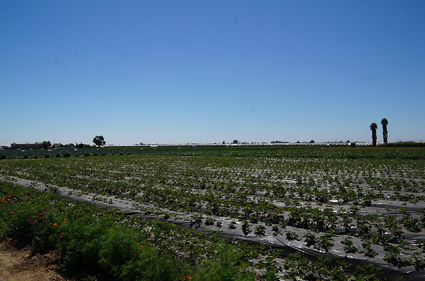 McGrath.Farms.Strawberrys.Flowers12