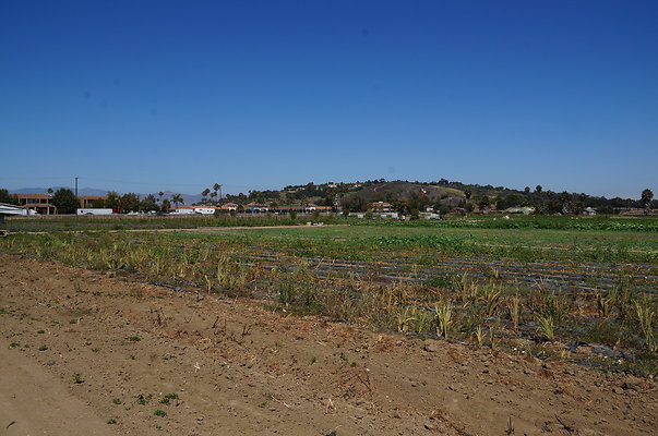 McGrath.Farms.Strawberrys.Flowers09