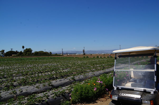 McGrath.Farms.Strawberrys.Flowers06