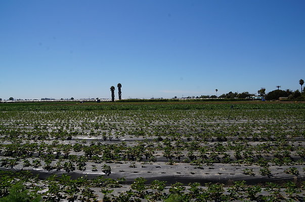 McGrath.Farms.Strawberrys.Flowers