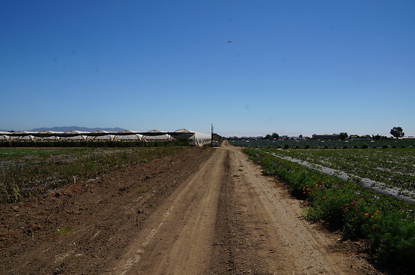 McGrath.Farms.Strawberrys.Flowers11