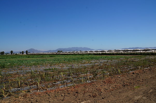 McGrath.Farms.Strawberrys.Flowers10