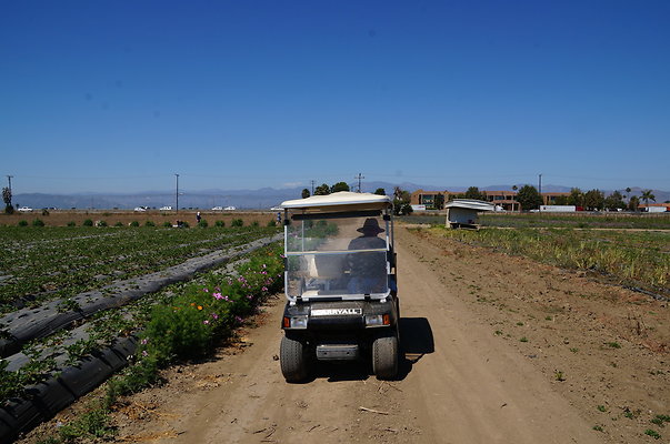 McGrath.Farms.Strawberrys.Flowers08