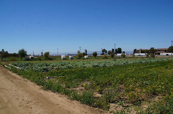 McGrath.Farms.Strawberrys12