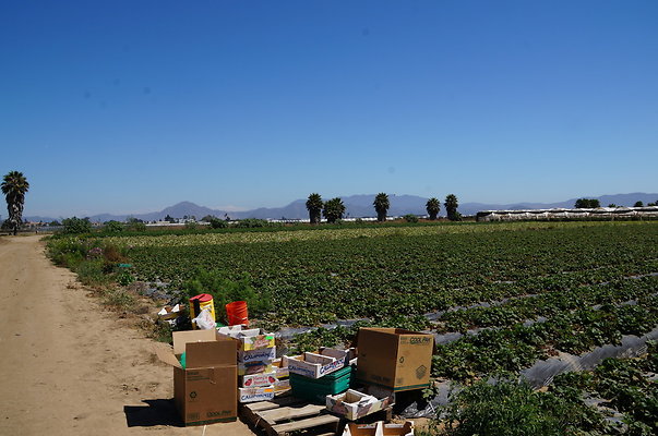 McGrath.Farms.Strawberrys01