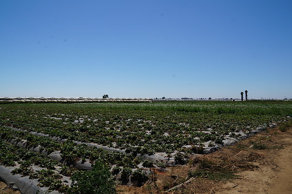 McGrath.Farms.Strawberrys10