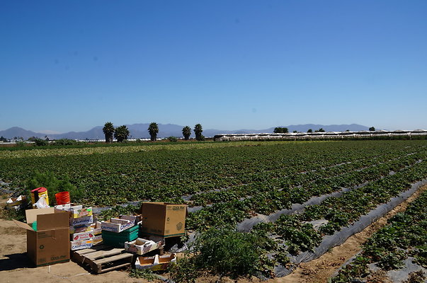 McGrath.Farms.Strawberrys09