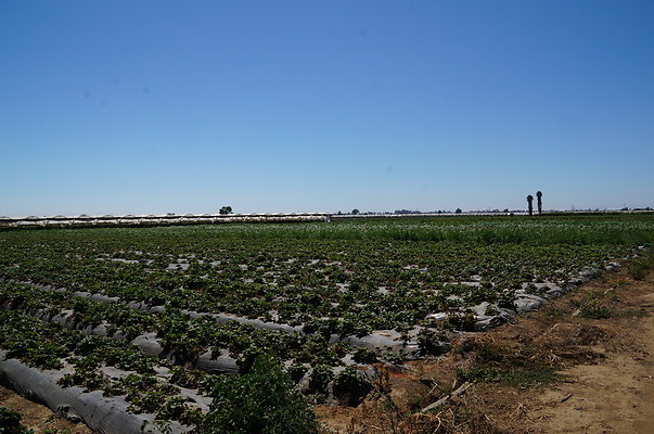 McGrath.Farms.Strawberrys03