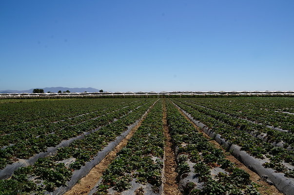 McGrath.Farms.Strawberrys