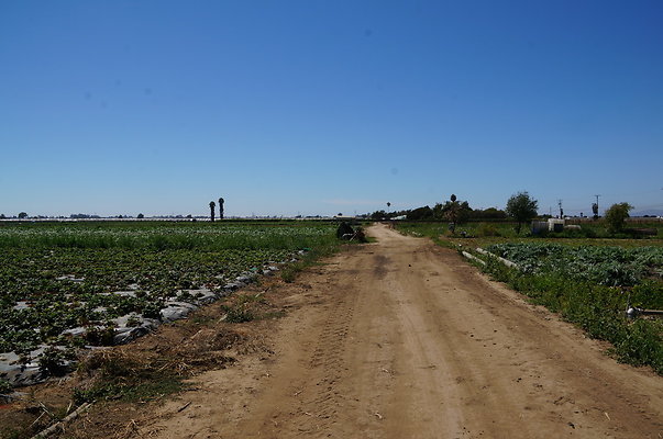 McGrath.Farms.Strawberrys11