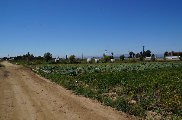 McGrath.Farms.Strawberrys04