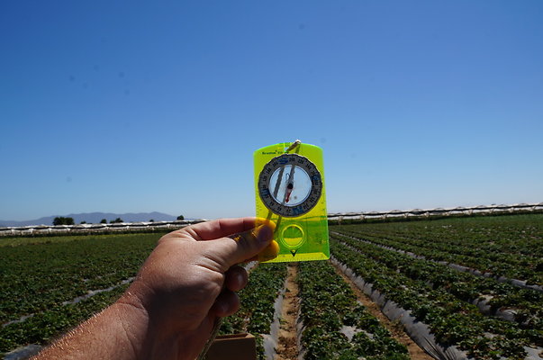 McGrath.Farms.Strawberrys13