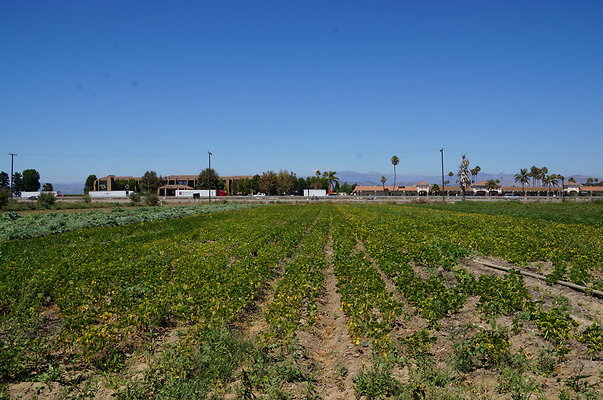 McGrath.Farms.Strawberrys05