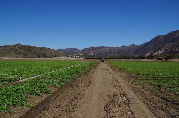 Ishibashi.Parsley.Field.Camarillo08