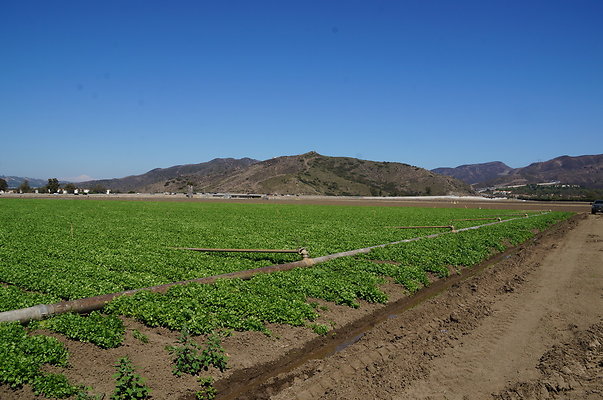 Ishibashi.Parsley.Field.Camarillo06