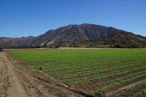 Ishibashi.Parsley.Field.Camarillo01