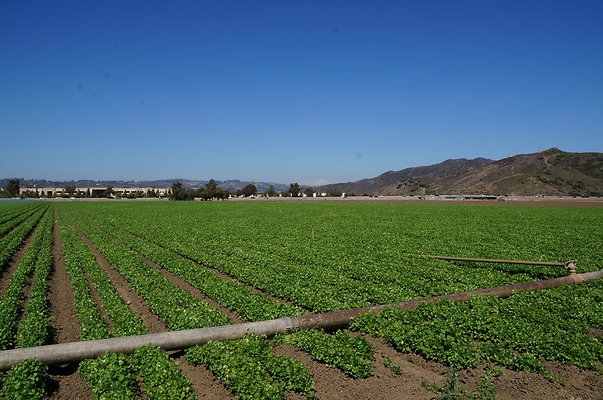 Ishibashi.Parsley.Field.Camarillo07