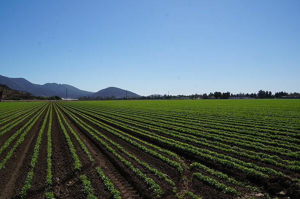 Ishibashi.Parsley.Field.Camarillo10