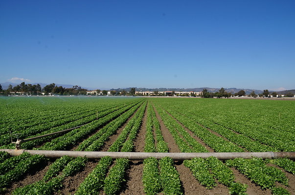 Ishibashi.Parsley.Field.Camarillo05