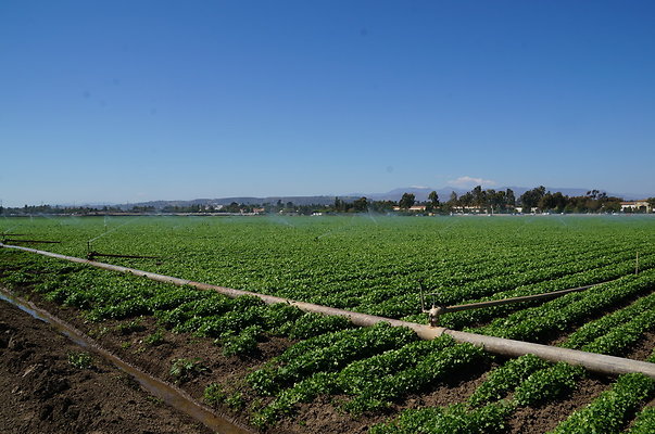 Ishibashi.Parsley.Field.Camarillo12