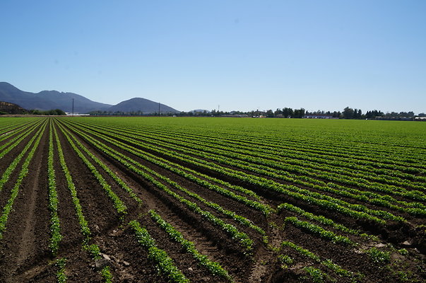 Ishibashi.Parsley.Field.Camarillo21