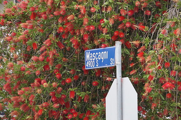 MDR.Middle.Mascagni.Fence.13