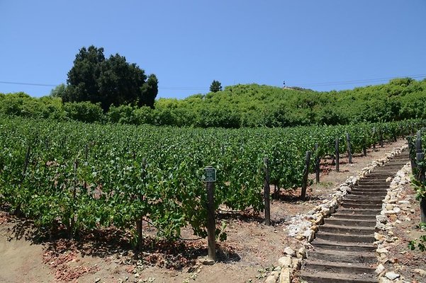 Rosenthal.Winery.Malibu.14