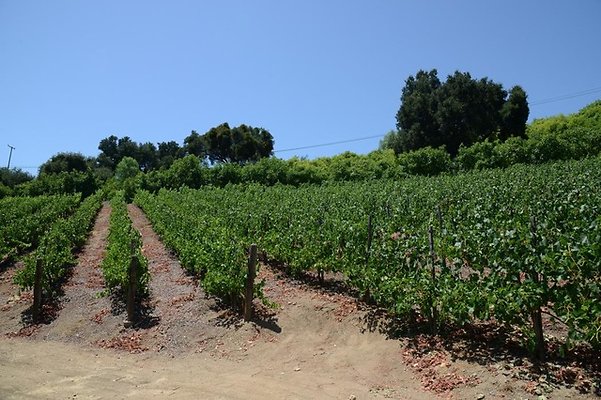 Rosenthal.Winery.Malibu.13