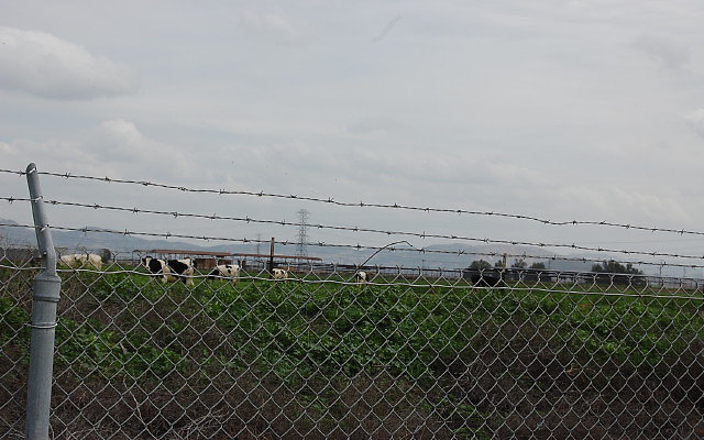 DSC 0149c