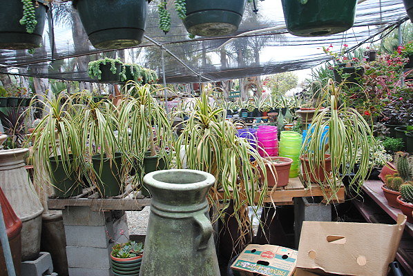 DSC 0121