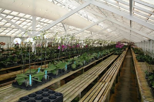 Greenhouse.4630.Malibu Locations.Zuma Orchids03