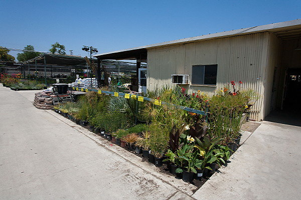 GREEN ARROW NURSERY 061312035