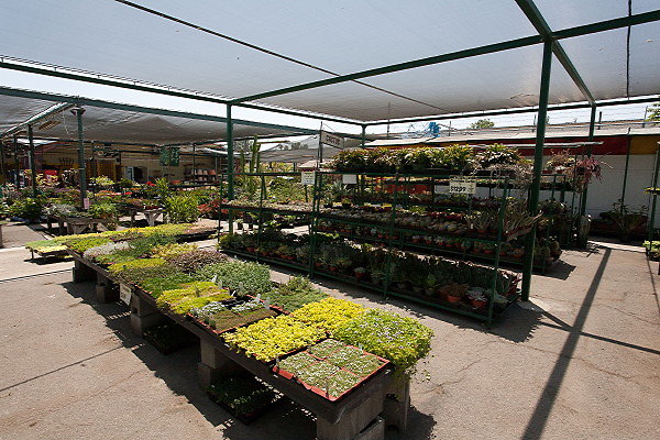 GREEN ARROW NURSERY 061312020