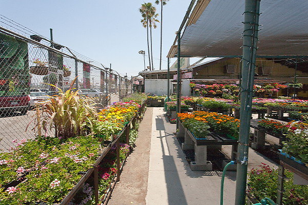 GREEN ARROW NURSERY 061312012