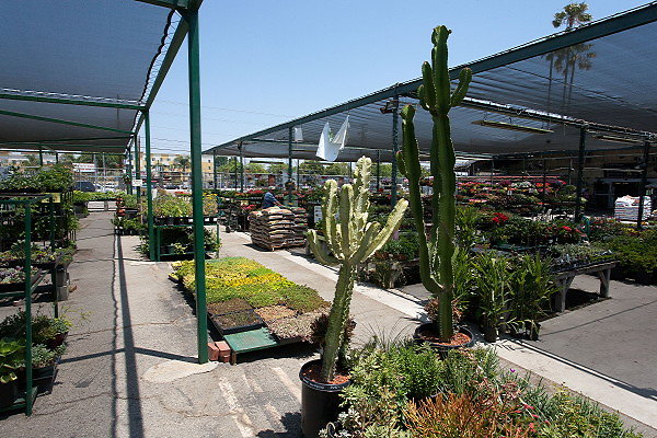 GREEN ARROW NURSERY 061312022