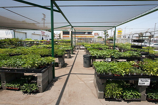 GREEN ARROW NURSERY 061312015