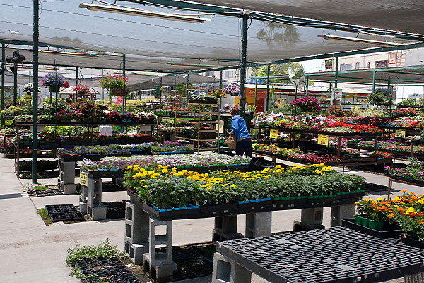 GREEN ARROW NURSERY 061312010