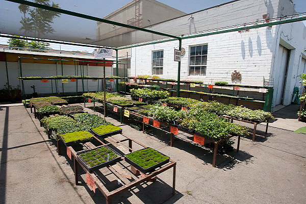 GREEN ARROW NURSERY 061312019