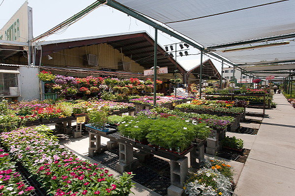 GREEN ARROW NURSERY 061312011