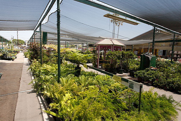 GREEN ARROW NURSERY 061312024