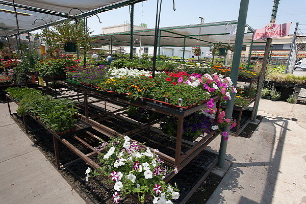 GREEN ARROW NURSERY 061312013