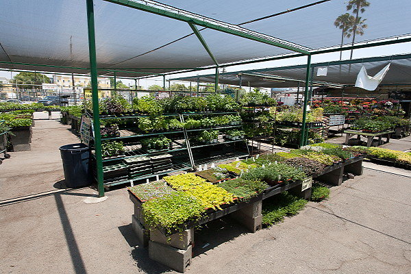 GREEN ARROW NURSERY 061312021