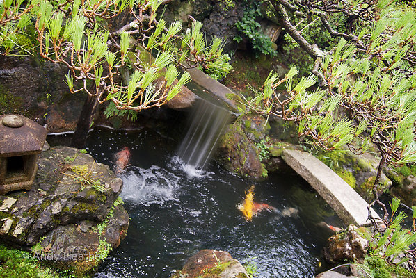 Descanso.Japan.06 - A Japanese garden pond in which orange koi carp swim is framed by a stone lantern on the left, a stone bridge on the right and branches of a Japanese pine tree above.