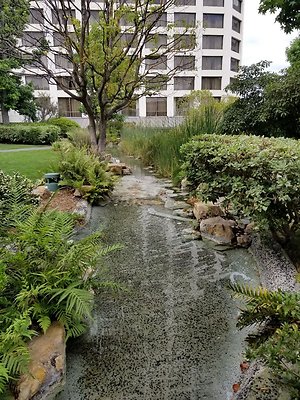 Kyoto.Gardens.DBl.Tree.30