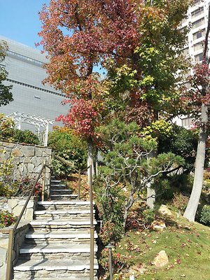 Kyoto.Gardens.DBl.Tree.02