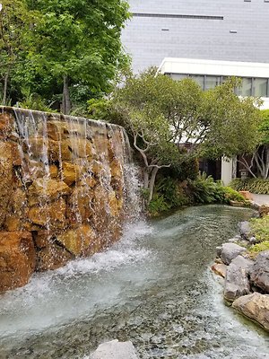 Kyoto.Gardens.DBl.Tree.12