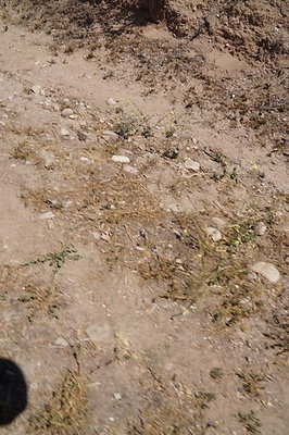 DSC00919