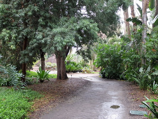 LA.Arboretum.Swamp.Forest.29