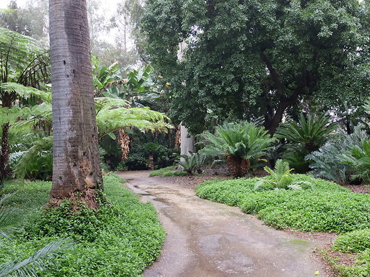LA.Arboretum.Swamp.Forest.26
