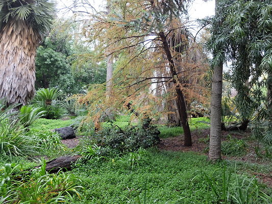 LA.Arboretum.Swamp.Forest.47